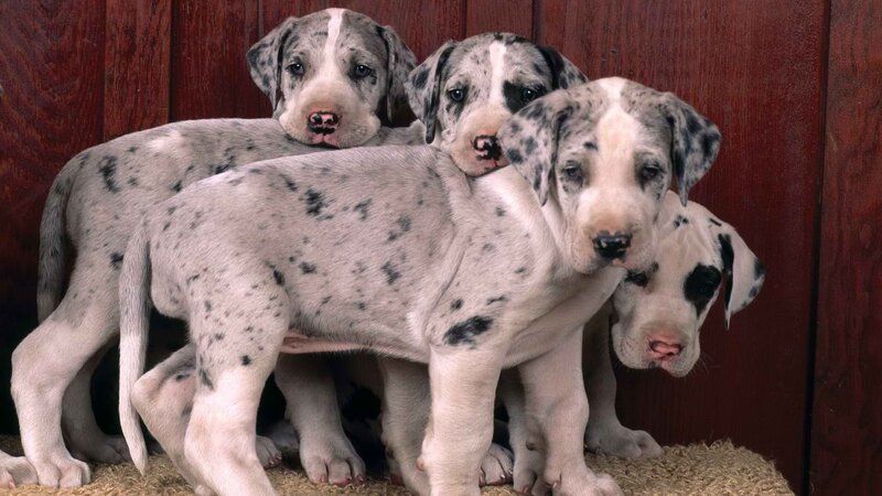Great Dane Puppies — White, Calm, Photograph, Wooden Wall