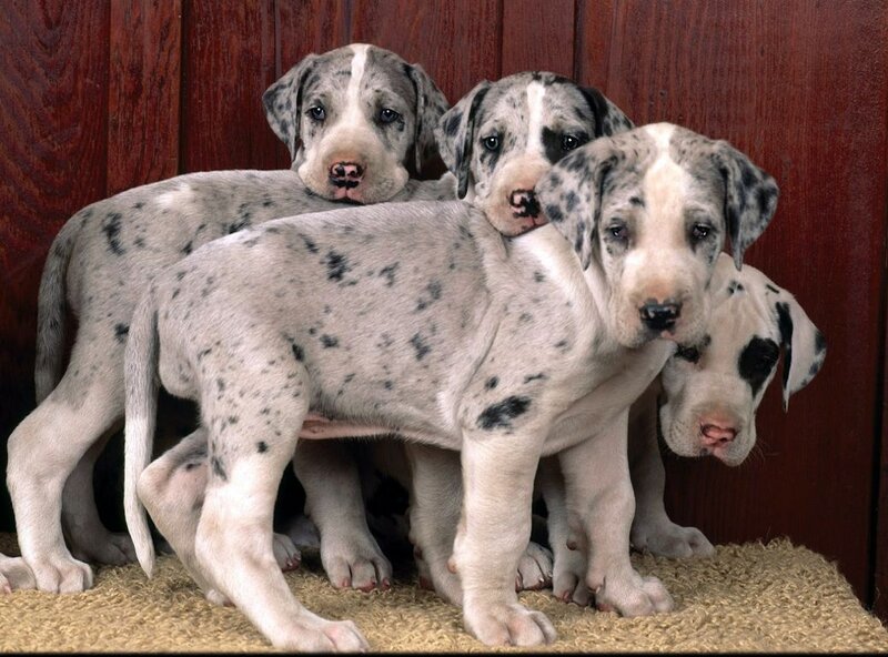 Great Dane Puppies — White, Calm