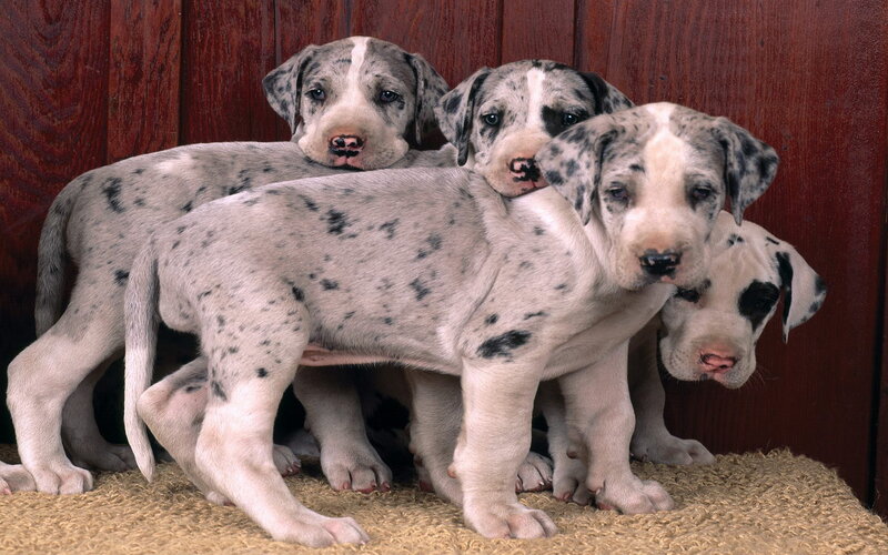 Great Dane Puppies — White