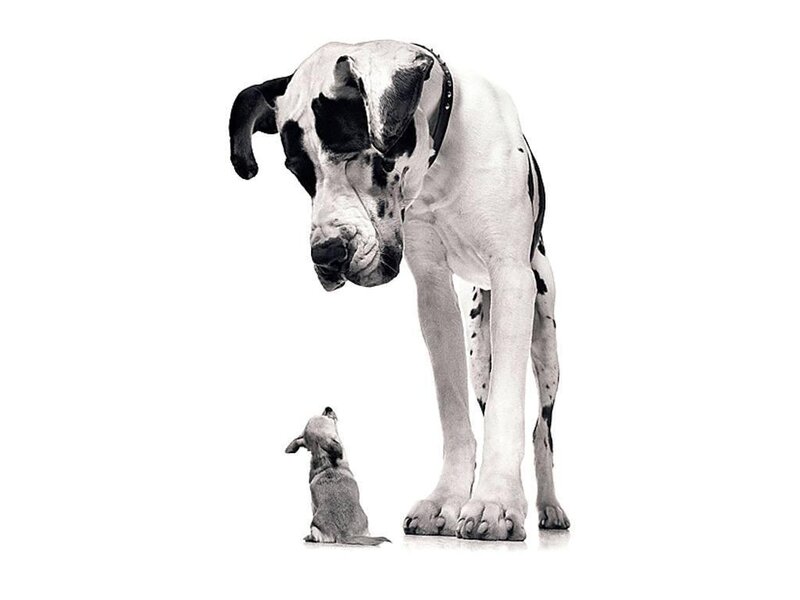 Great Dane Puppy — Black, Calm, Photograph