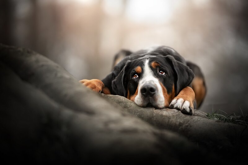 Great Dane Puppy — Black