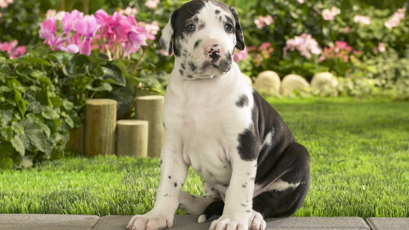 Great Dane Puppy — Green, Calm, Afternoon
