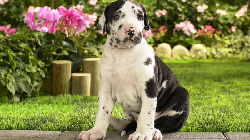 Great Dane Puppy — Green, Calm