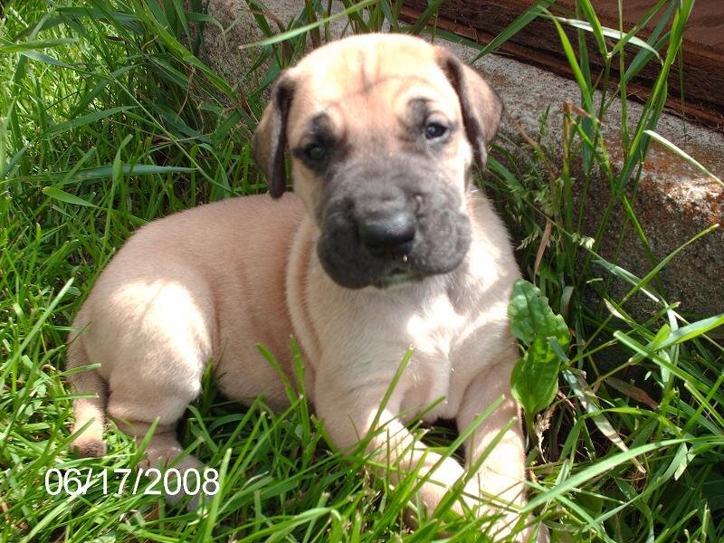Great Dane Puppy — Green