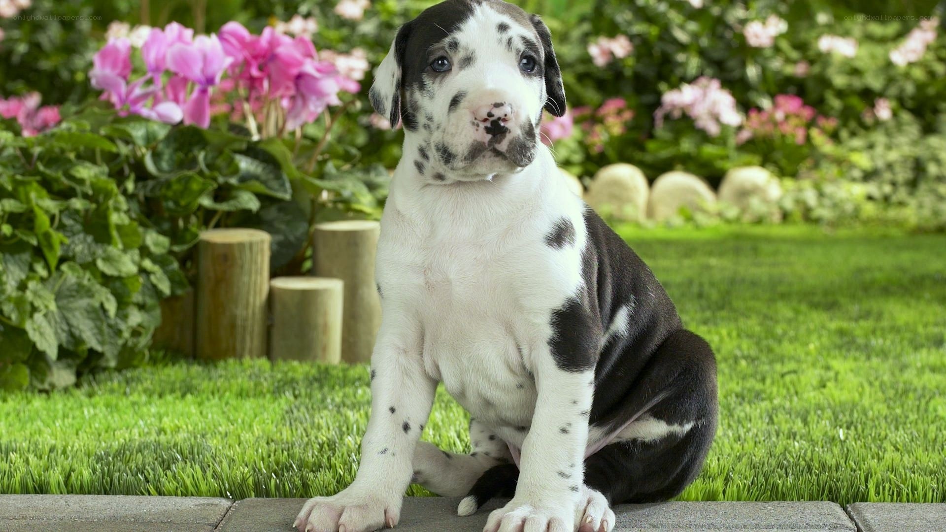 Great Dane puppy in garden