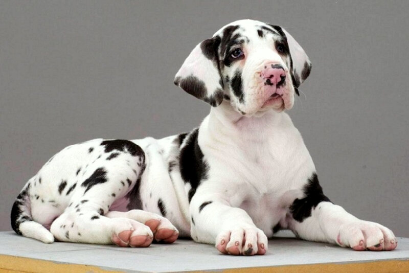 Great Dane puppy lying down