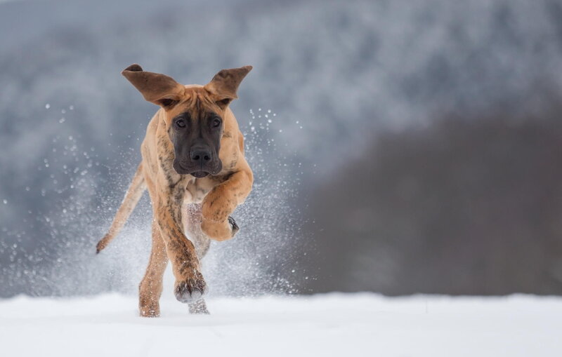 Great Dane Puppy Running