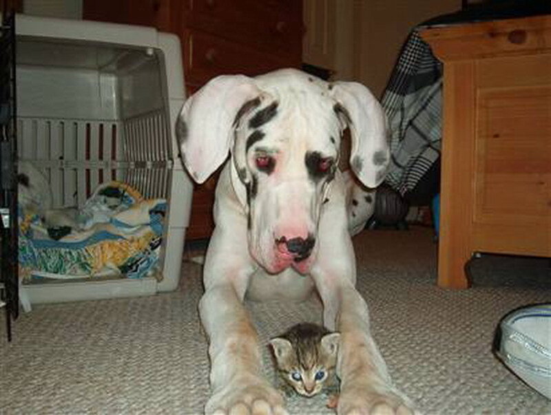 Great Dane Puppy with Kitten