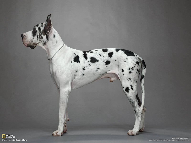 Great Dane with black spots