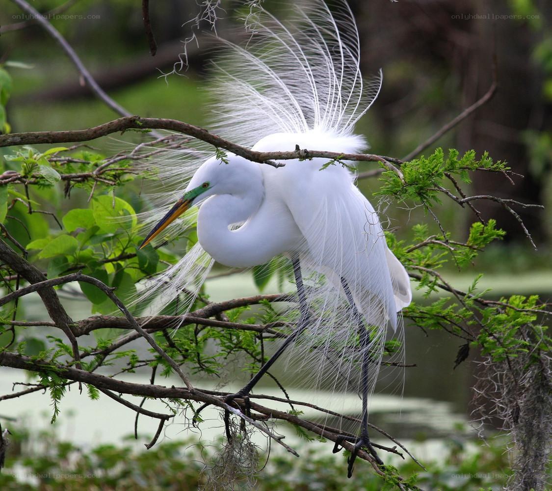 Great egret in breeding plumage