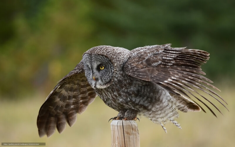 Great Grey Owl — Alert, Afternoon, Photograph