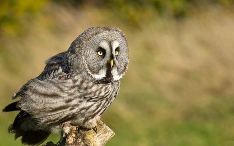 Great Grey Owl — Alert, Afternoon