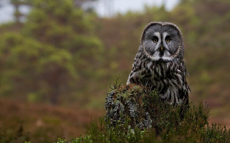 Great Grey Owl — Alert, Morning