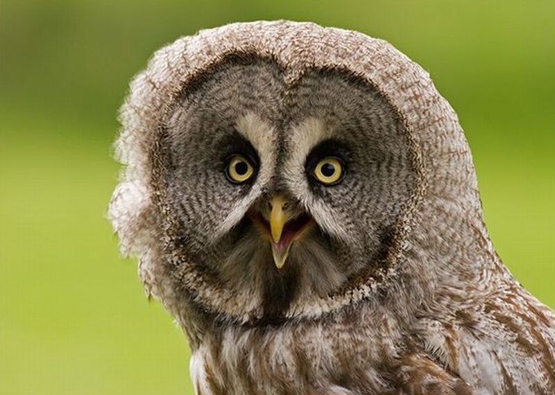 Great Grey Owl — Alert, Photograph