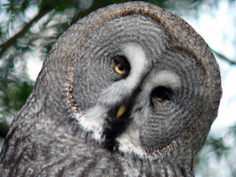 Great Grey Owl — Alert