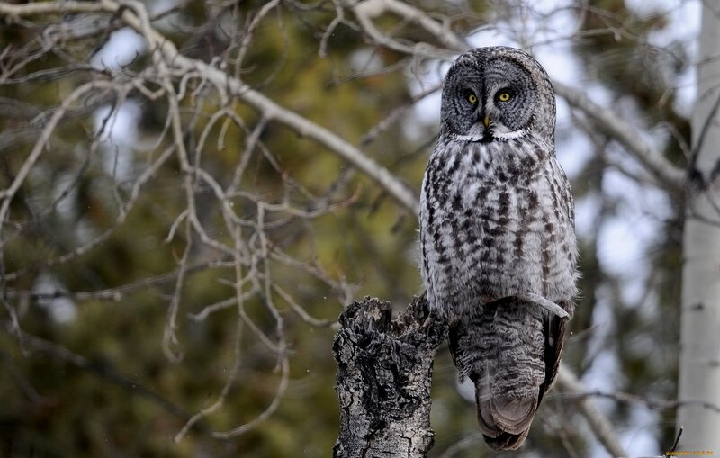 Great Grey Owl — Alert, Winter, Photograph