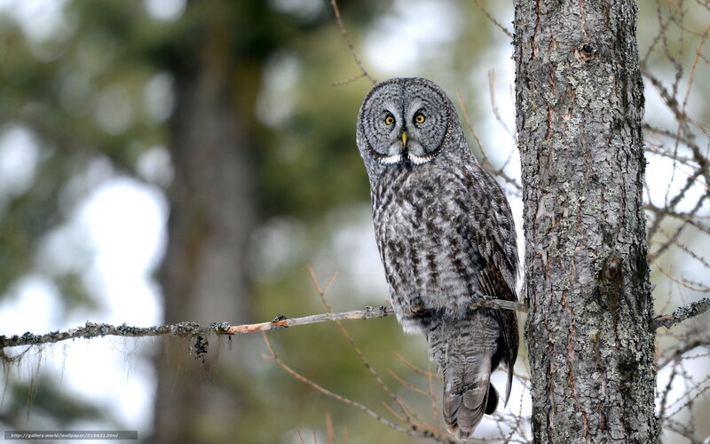 Great Grey Owl — Alert, Winter, Photograph, Tree