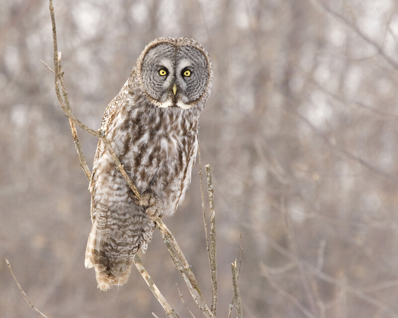 Great Grey Owl — Alert, Winter