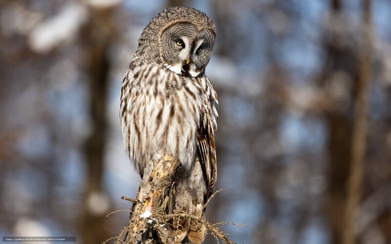 Great Grey Owl — Brown, Calm