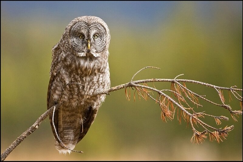Great Grey Owl — Brown