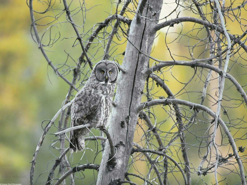 Great Grey Owl — Calm