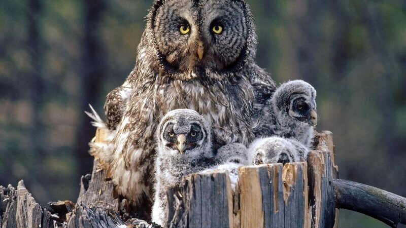 Great Grey Owl Family — Natural, Morning, Photograph