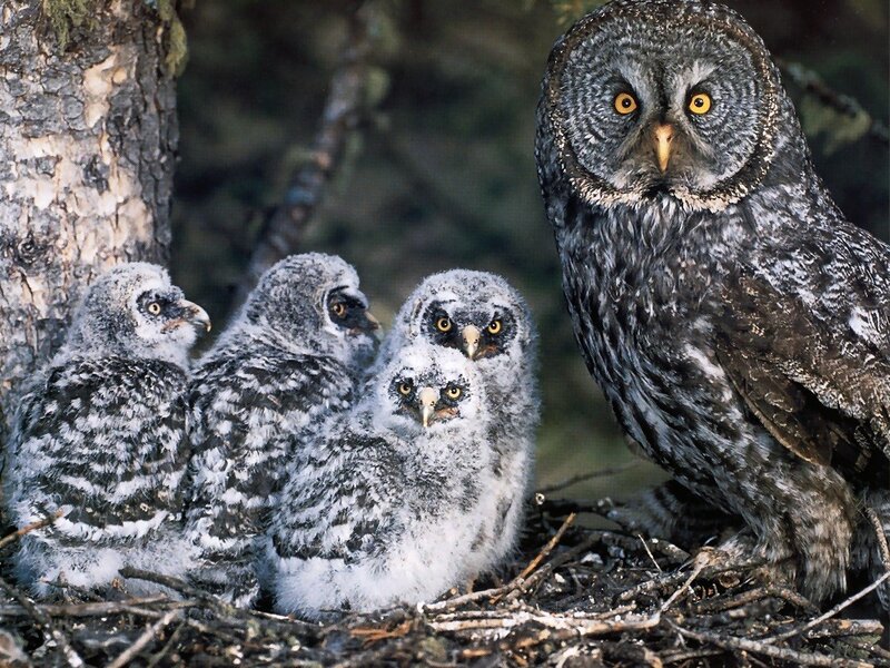 Great Grey Owl Family — Natural, Night