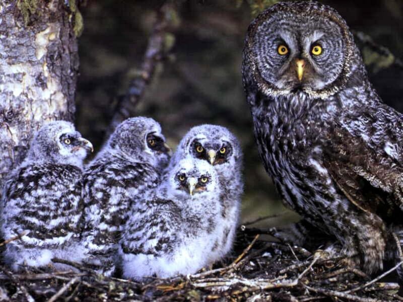 Great Grey Owl Family — Natural