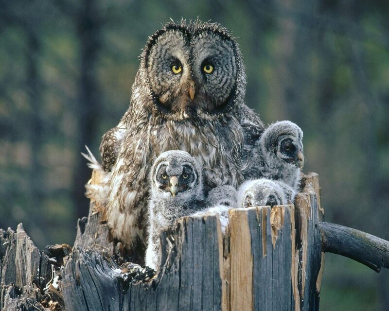 Great Grey Owl Family