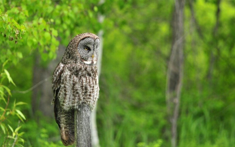 Great Grey Owl — Green, Calm, Spring