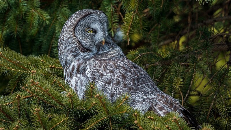 Great Grey Owl — Green