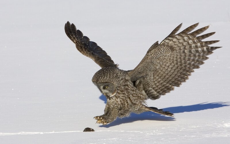Great Grey Owl Hunting