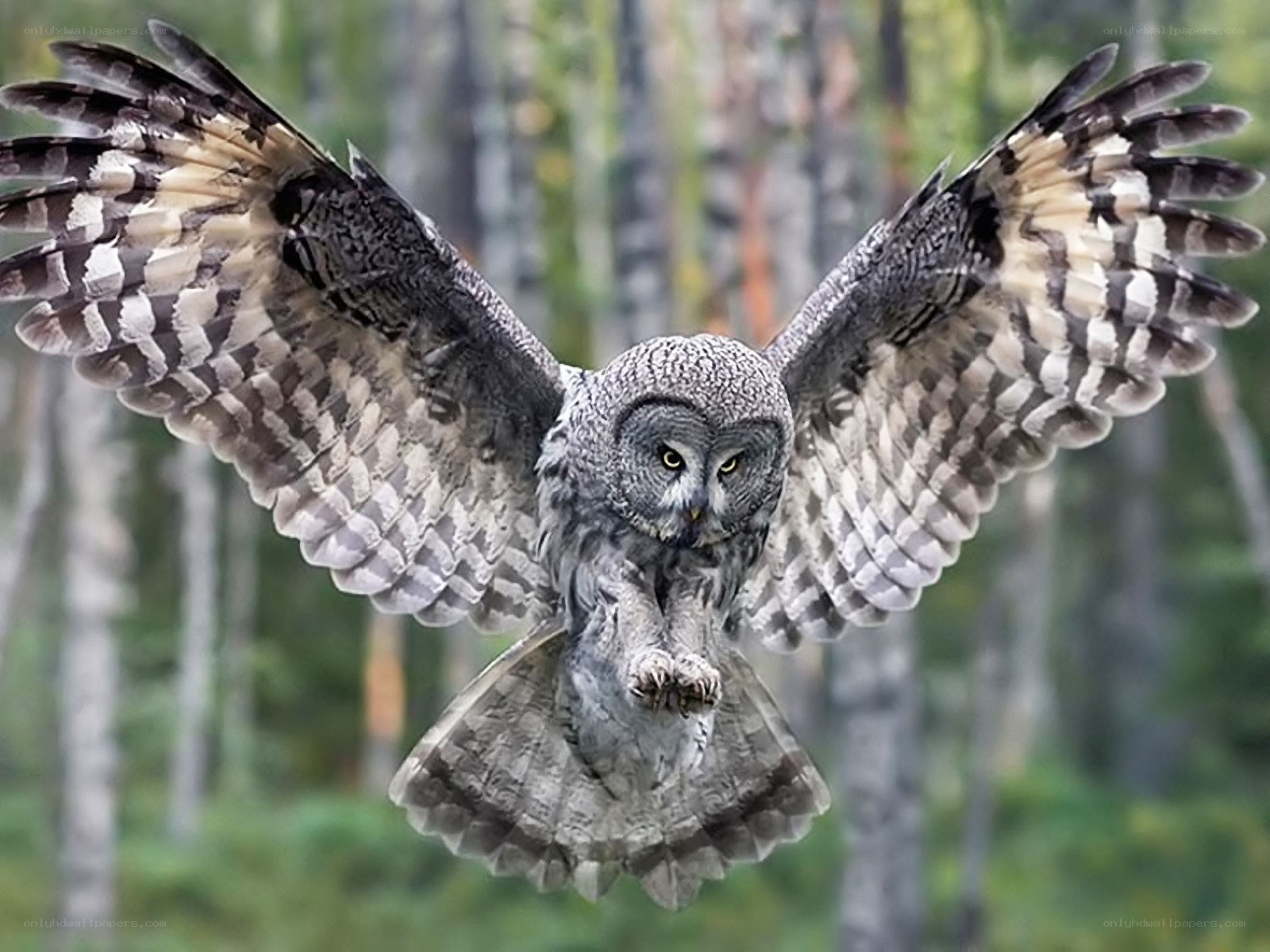 Great grey owl in flight