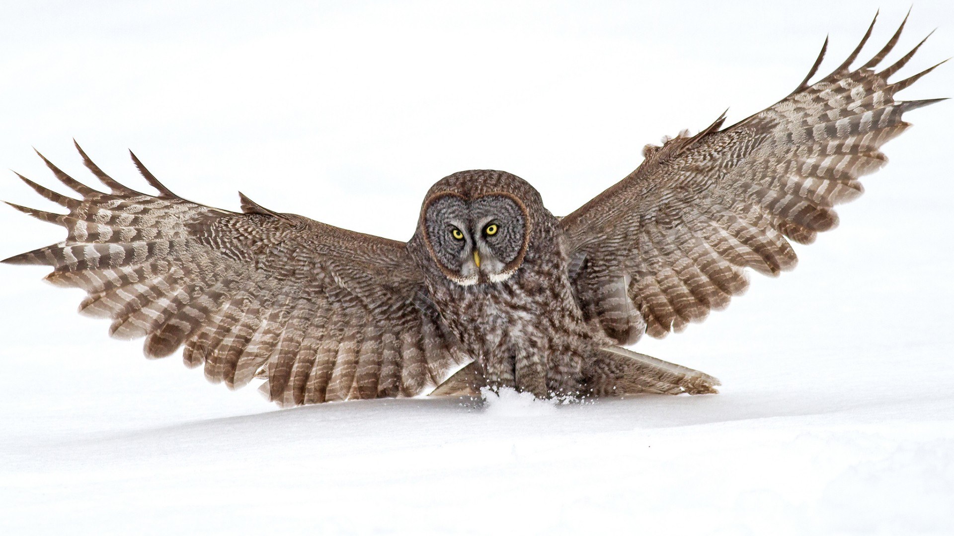 Great grey owl in flight