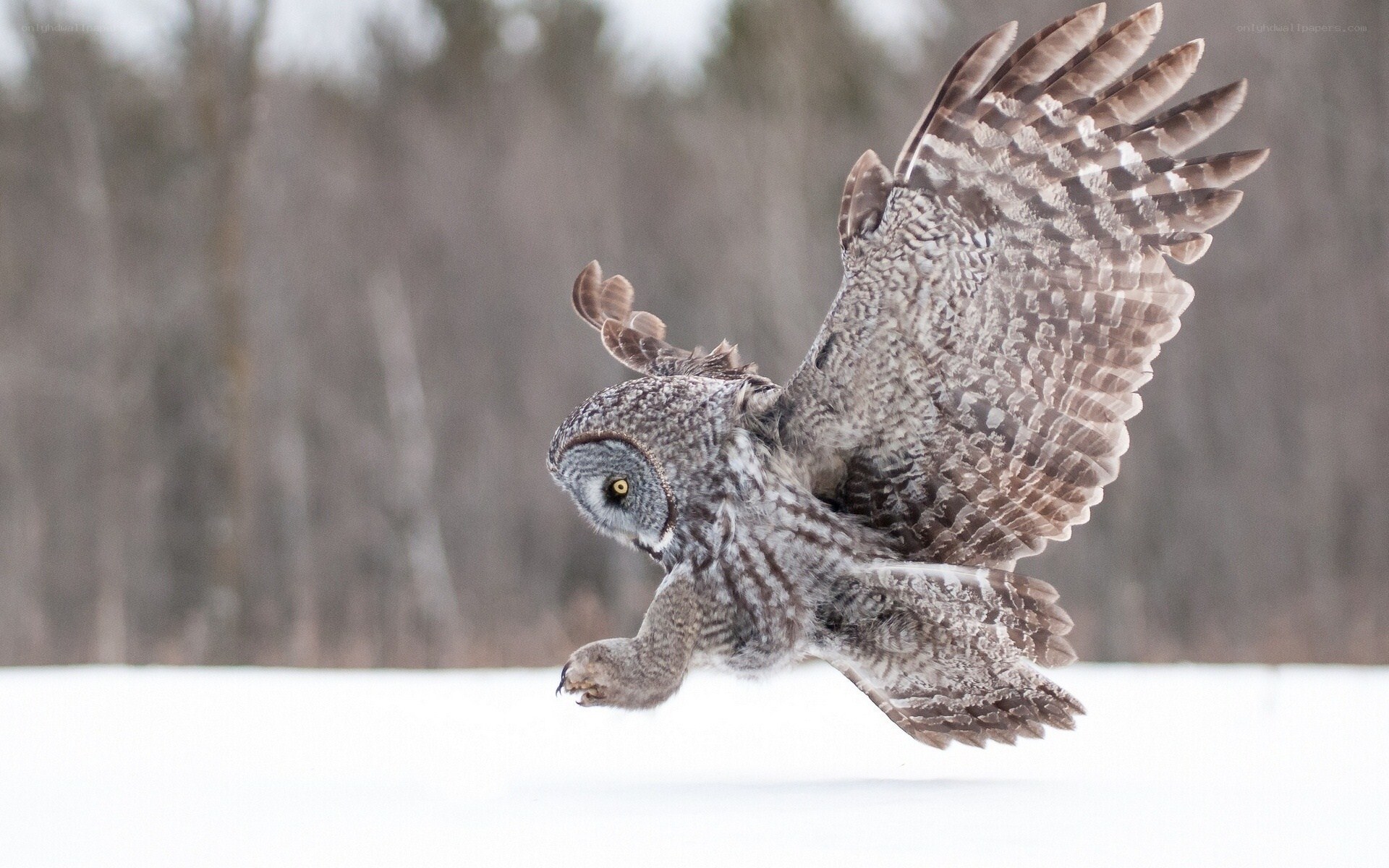 Great grey owl in flight