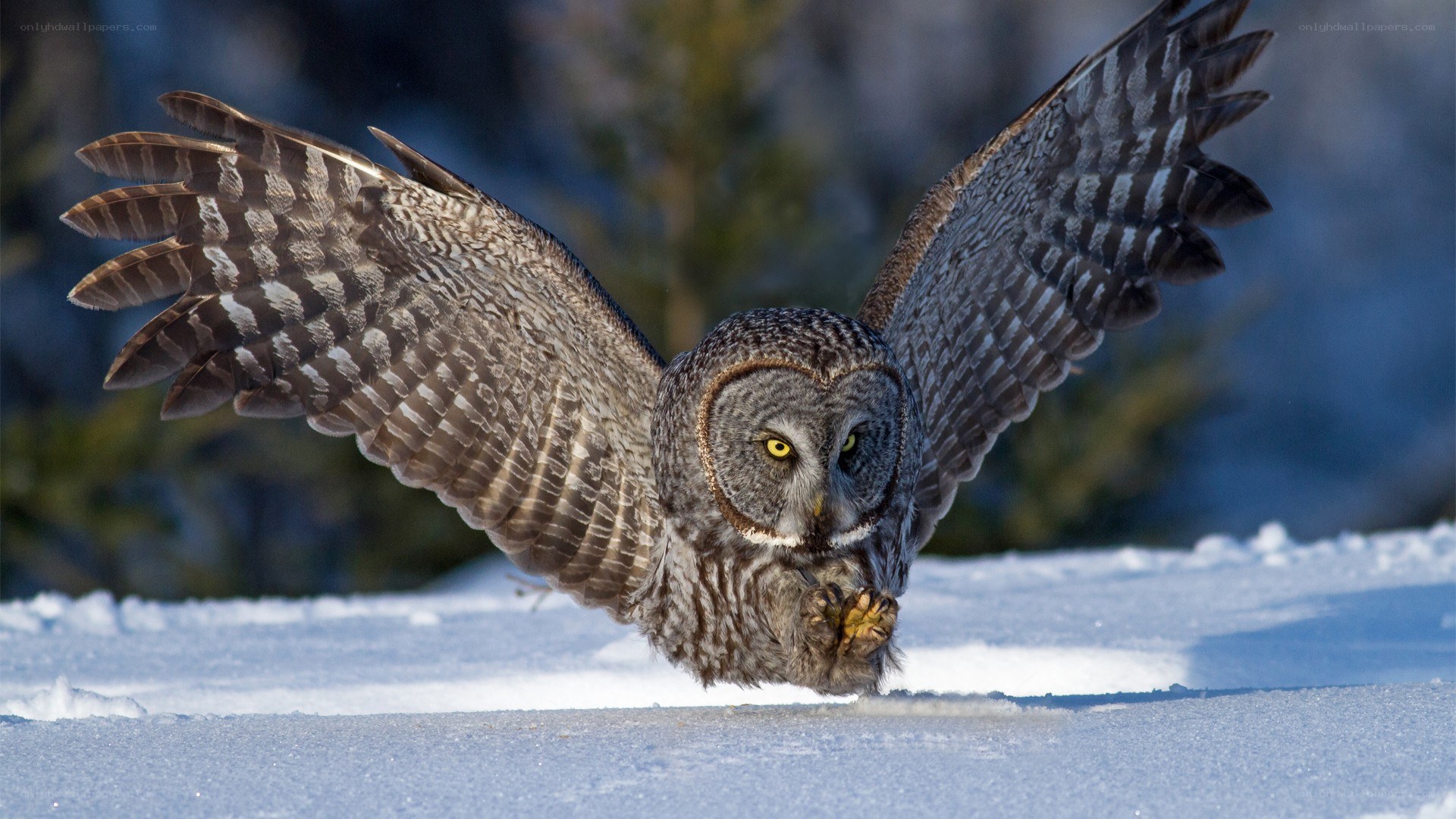 Great grey owl in flight