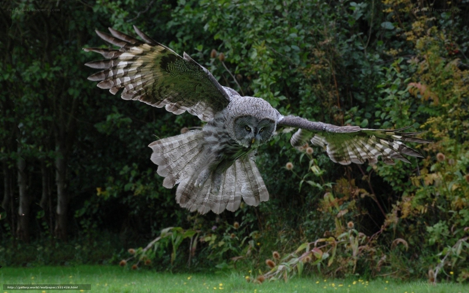 Great grey owl in flight