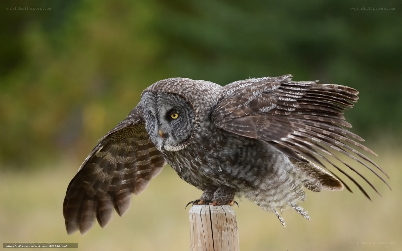 Great grey owl in flight