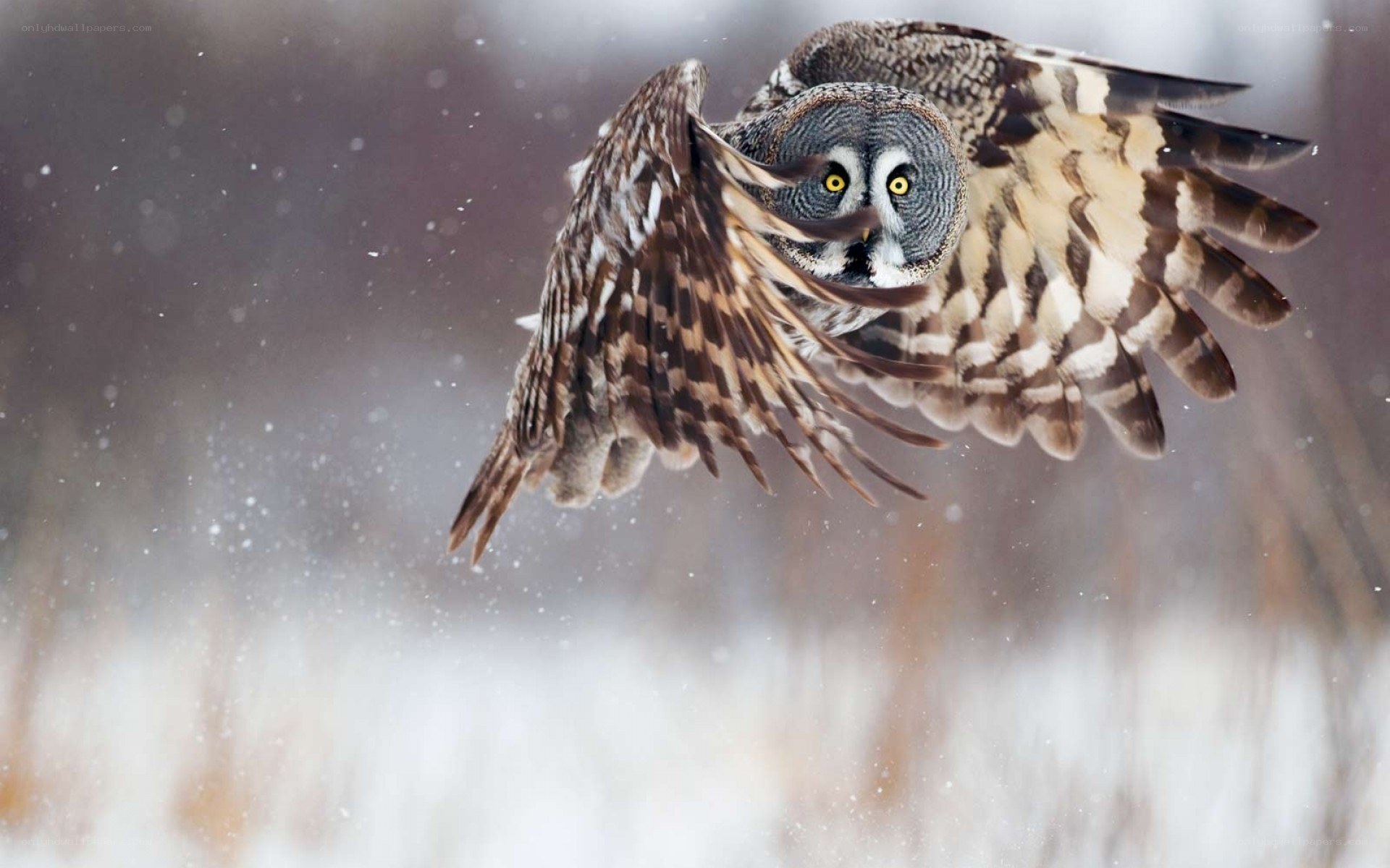 Great grey owl in flight