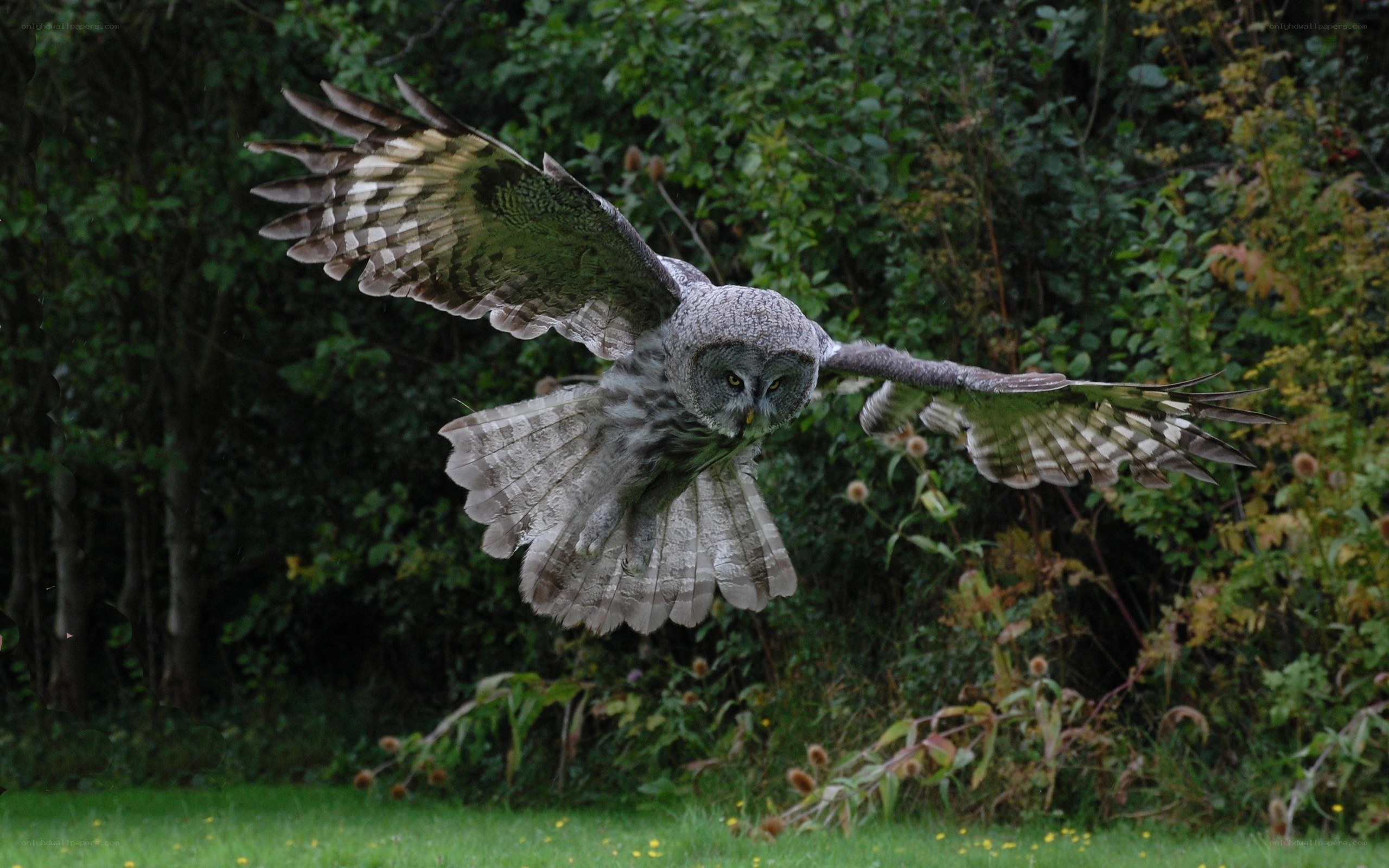 Great grey owl in flight