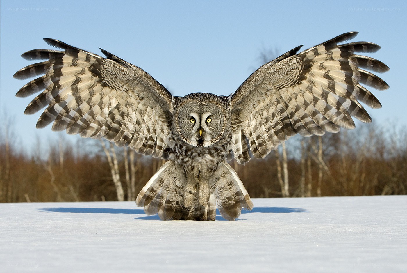 Great grey owl in flight