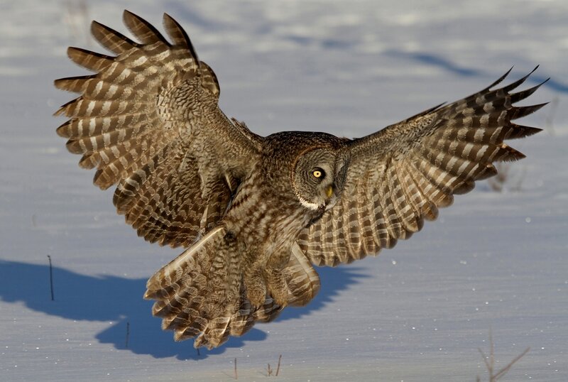 Great Grey Owl in Flight — Brown, Dramatic, Winter, Photograph, Snow