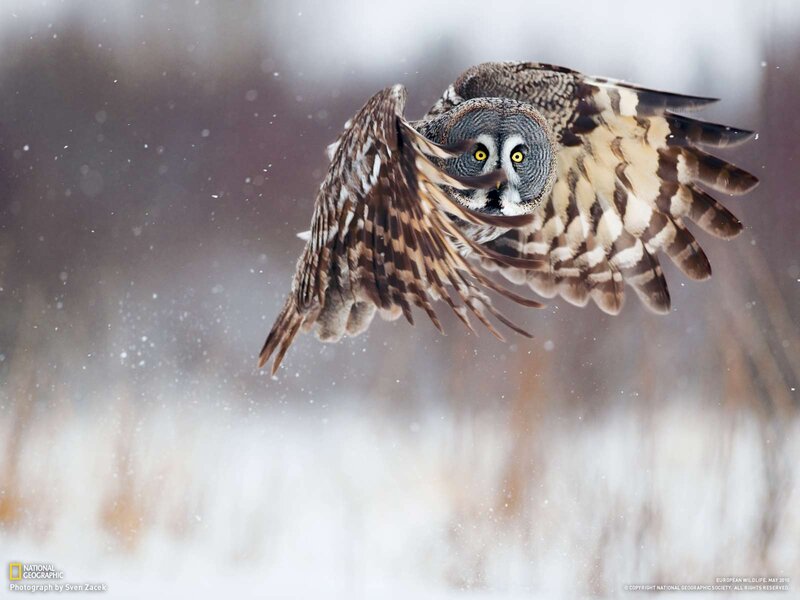 Great Grey Owl in Flight — Brown, Dramatic, Winter, Photograph, Snow, Wings