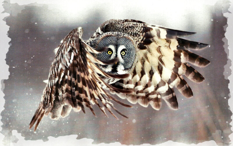 Great Grey Owl in Flight — Brown, Dramatic, Winter