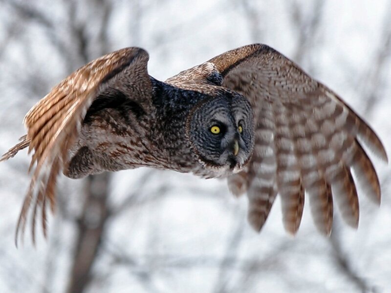 Great Grey Owl in Flight — Brown, Focused