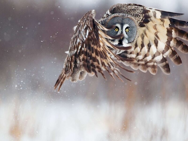 Great Grey Owl in Flight — Brown, Intense