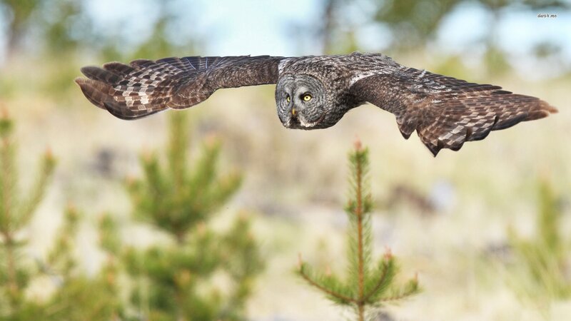 Great Grey Owl in Flight — Brown, Natural