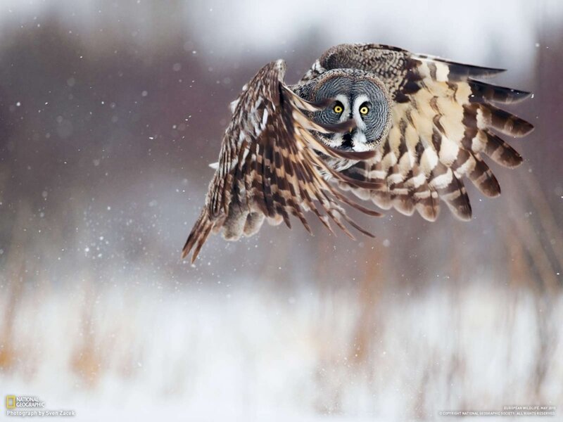 Great Grey Owl in Flight — Brown