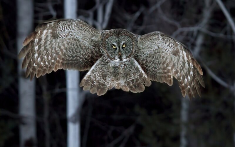 Great Grey Owl in Flight — Dramatic, Night, Photograph