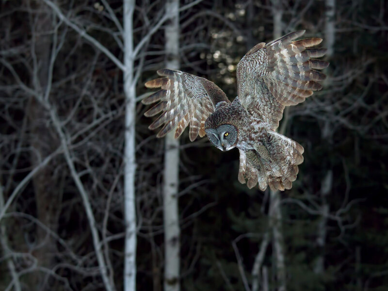 Great Grey Owl in Flight — Dramatic, Night